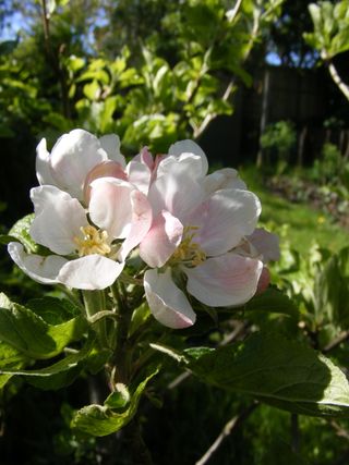 DSCF2988