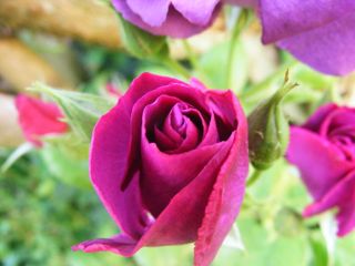 DSCF4217