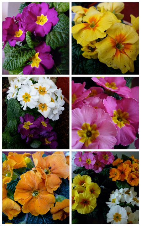 Primulas1